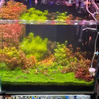 (آکواریوم فرید)|ماهی|اردبیل, |دیوار