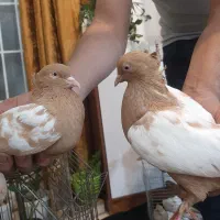 یک جفت سینه زرد|پرنده|کاشان, لتحر|دیوار