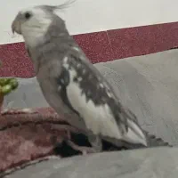 گمشده