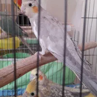 عروس هلندی