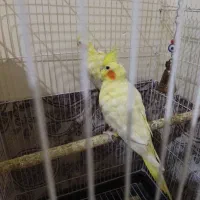 عروس هلندی|پرنده|محمدشهر, کوی بهار|دیوار