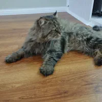 گربه پرشین|گربه|تبریز, |دیوار