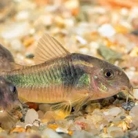 ماهی کالرویدو/ کت فیش / کریدوراس|ماهی|مسجد سلیمان, |دیوار