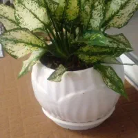 گل آپارتمانی