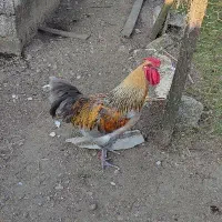 خروس زیبا سنگین وزن