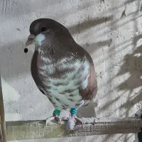 شهری بی عیب خوبو|پرنده|شیراز, تندگویان|دیوار