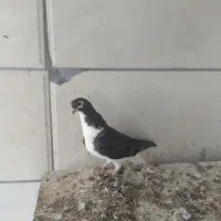 چندتا جوجه کفتر