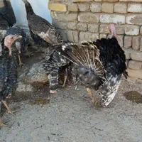 بوقلمون نر و ماده جوجه امسال|حیوانات مزرعه|بوئین زهرا, |دیوار