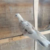 کبوتر