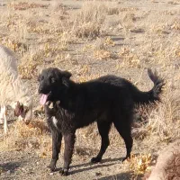 گمشده|سگ|خمین, |دیوار