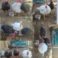 بوقلمون خانگی