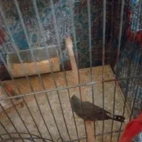 ۱عدد فنچ باتجهزات باتخفیف