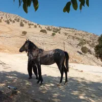 اسب خوب|اسب و تجهیزات اسب‌سواری|مارگون, |دیوار