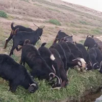 چبش وتکه