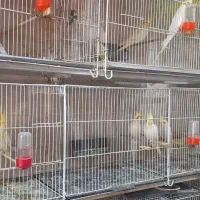 سلام و عرض ادب|پرنده|مشهد, ادیب نیشابوری (شهرک غرب)|دیوار