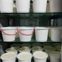 تولیدی لبنیات محلی