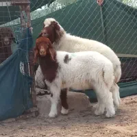 2عدد بره نر و ماده دوقلو عراقی