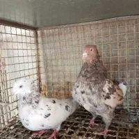 کبوتر خوبا|پرنده|شیراز, اصلاح‌نژاد|دیوار