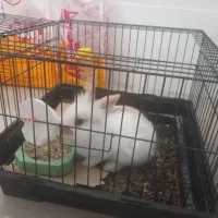 فروش خرگوش مینی لوپ در فیروزکوه با کلیه لوازم|موش و خرگوش|فیروزکوه, |دیوار