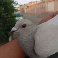موکت جفت پلاکی ملقی