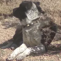 سک دهند پاک به شرت