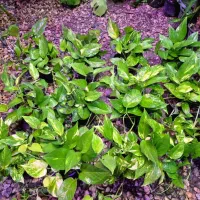 پتوس ابلق و سبز|گل و گیاه طبیعی|اهواز, پادادشهر|دیوار