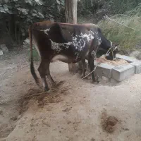 گاو شیری جرسی|حیوانات مزرعه|میناب, |دیوار