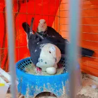 کفتر‌پلاکی‌‌و‌بزک