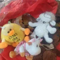 عروسک پولیش مختلف