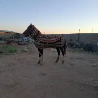 اسب