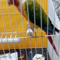 جفت گرینچیک اناناسی و یلوساید