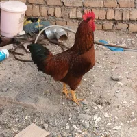 خروس تاق با کبوتر