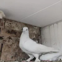 کبوتر مفت|پرنده|یاسوج, |دیوار