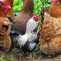 مرغ  خروس محلی|حیوانات مزرعه|کردکوی, |دیوار