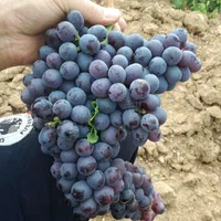 کشمش بوانات مویز دشمن زیاری کشمش بیضا|خوردنی و آشامیدنی|شیراز, شهرک مدرس|دیوار
