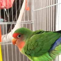 طوطی برزیلی نر