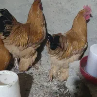 مرغ برهما طلایی|حیوانات مزرعه|مرند, |دیوار