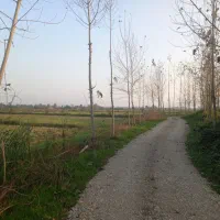 فروش۱۶هزارمتر زمین کشاورزی سنتی بر جاده|فروش زمین و ملک کلنگی|شفت, |دیوار