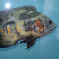 ماهی اسکار سلطنتی