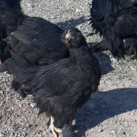 مرغ سیاه