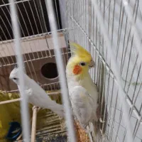 عروس پاریس مولد