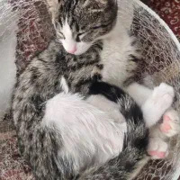 گربه گمشده|حیوانات|اندیشه, اندیشه فاز ۳|دیوار