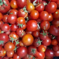 گوجه گیلاسی محلی