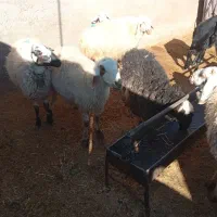 میش آبستن|حیوانات مزرعه|سده (خراسان جنوبی), |دیوار