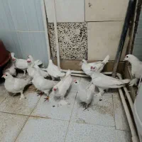 پرنده|پرنده|بناب, |دیوار