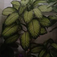 گل دیفن‌باخیا سالم و پرپشت، مناسب دکوراسیون