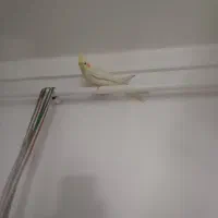 ۲ عدد طوطی هلندی نر و ماده