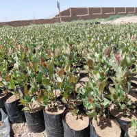 نهال پسته دوماهه