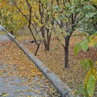 به یک زوج جوان