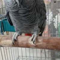 کاسکو مینا عروس هلندی کوتوله قناری مرغ عشق سهره|پرنده|اصفهان, کوجان|دیوار